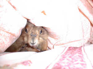 Dans la couette...